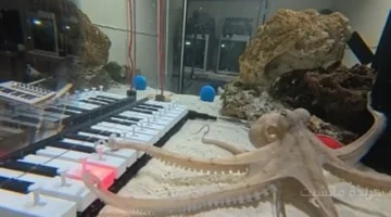 أخطبوط سويدي يؤلف أولى مقطوعاته الموسيقية على البيانو. 1